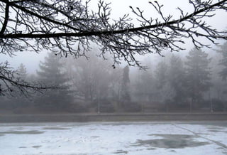 Fog freeze, (Timisoara, Romania)
