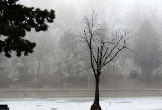 Fog freeze, (Timisoara, Romania)