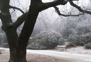 Fog freeze, (Timisoara, Romania)