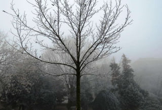 Fog freeze, (Timisoara, Romania)