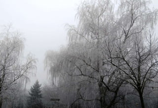 Fog freeze, (Timisoara, Romania)