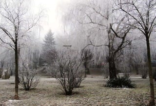 Fog freeze, (Timisoara, Romania)