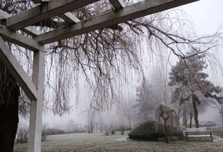 Fog freeze, (Timisoara, Romania)