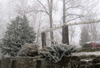 Fog freeze, (Timisoara, Romania)