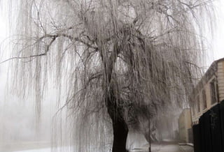 Fog freeze, (Timisoara, Romania)