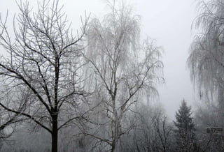 Fog freeze, (Timisoara, Romania)
