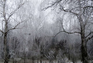 Fog freeze, (Timisoara, Romania)