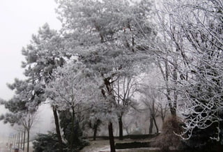 Fog freeze, (Timisoara, Romania)