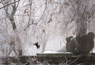 Fog freeze, (Timisoara, Romania)