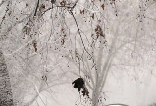 Fog freeze, (Timisoara, Romania)