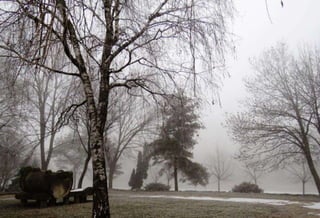 Fog freeze, (Timisoara, Romania)