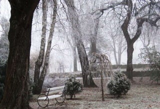 Fog freeze, (Timisoara, Romania)