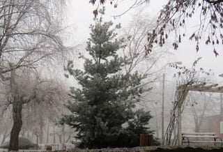 Fog freeze, (Timisoara, Romania)