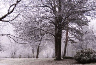 Fog freeze, (Timisoara, Romania)