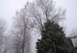 Fog freeze, (Timisoara, Romania)
