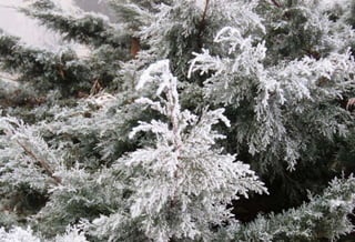 Fog freeze, (Timisoara, Romania)