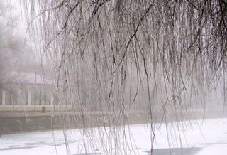 Fog freeze, (Timisoara, Romania)