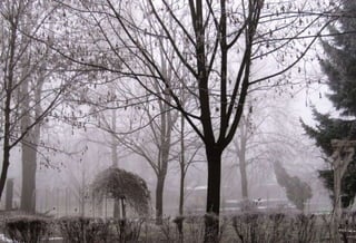 Fog freeze, (Timisoara, Romania)