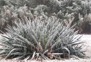 Fog freeze, (Timisoara, Romania)