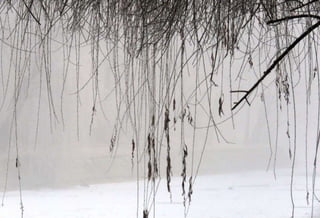 Fog freeze, (Timisoara, Romania)