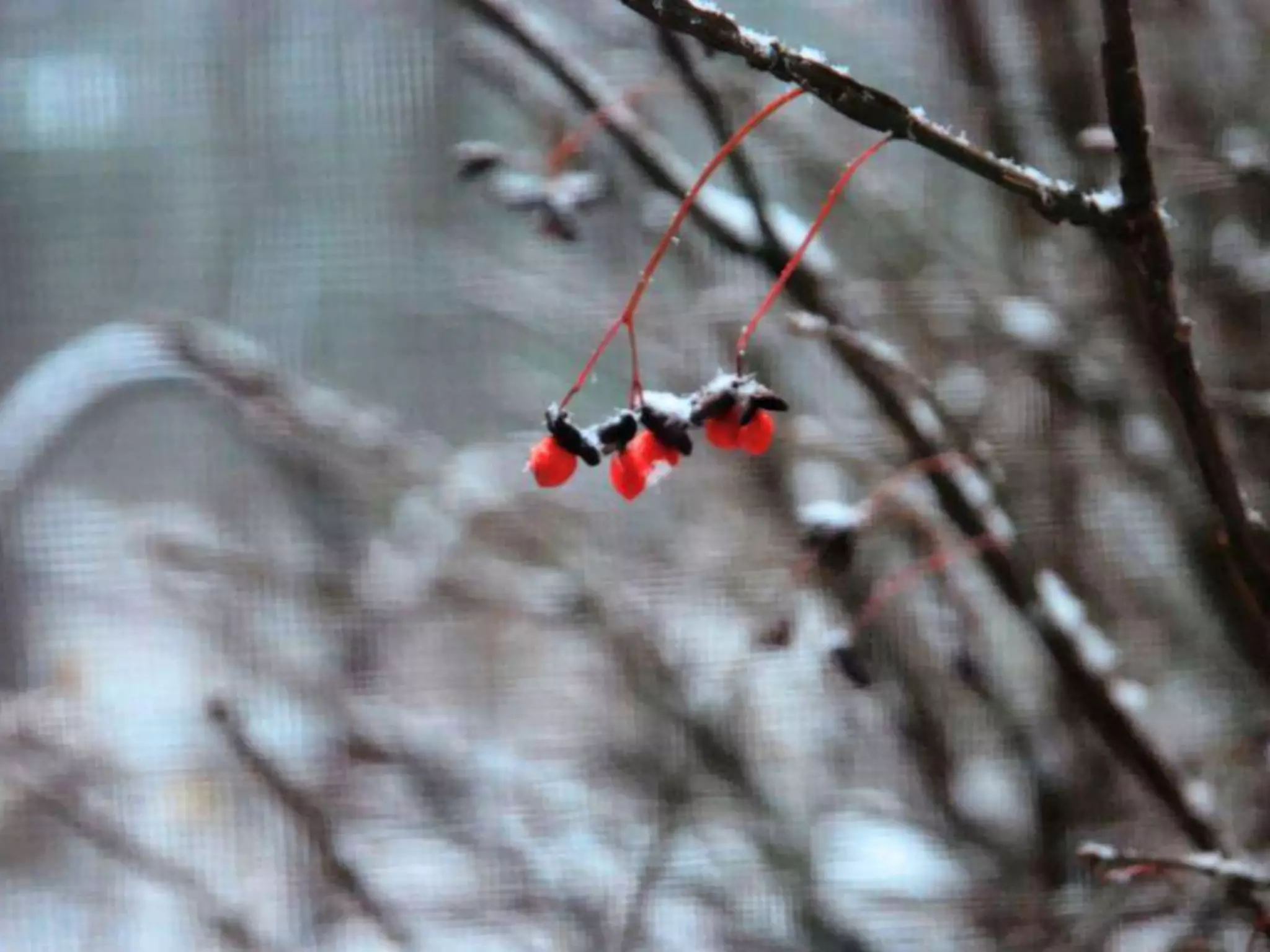 Fog frost & (nx power lite)