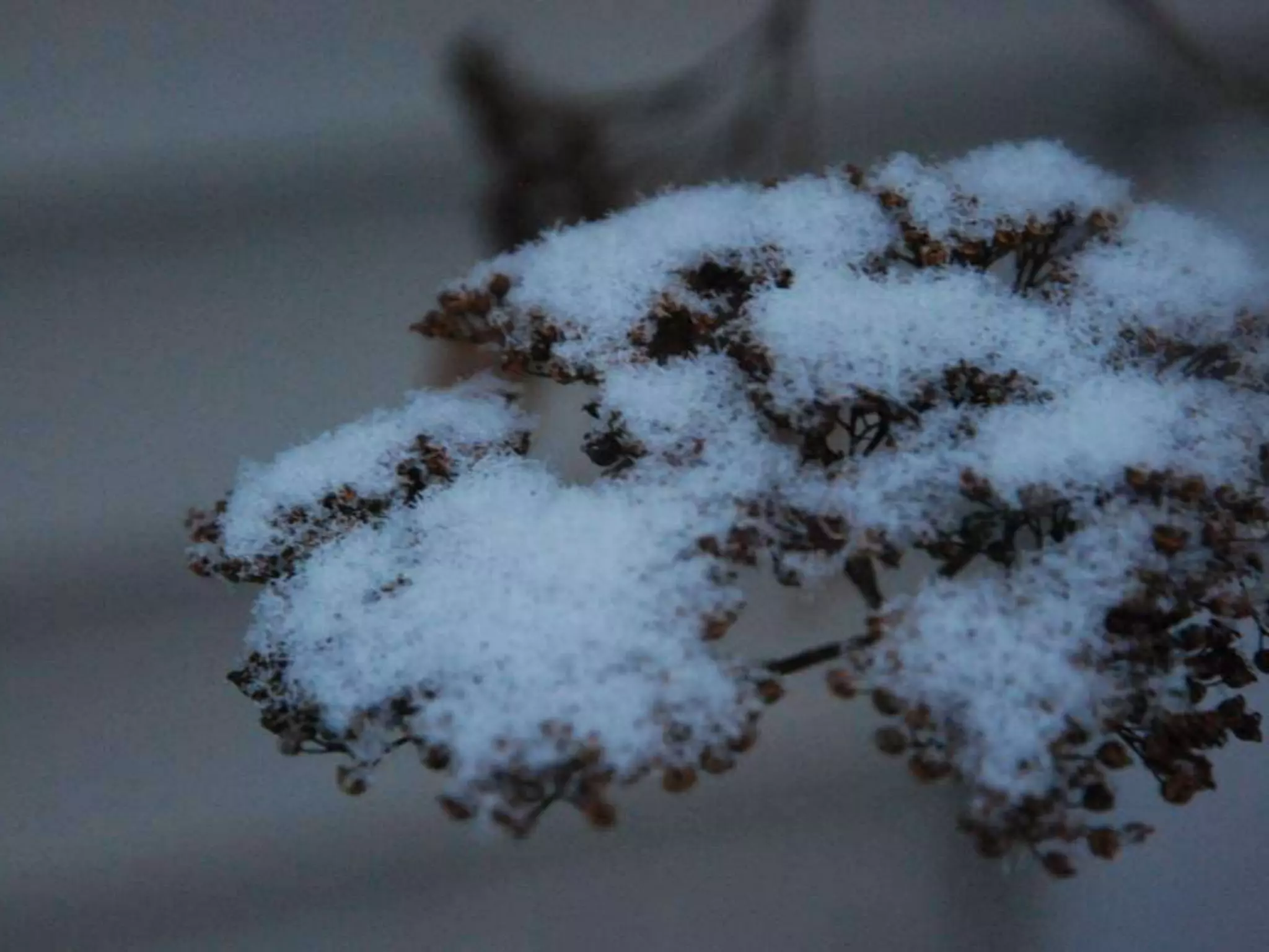 Fog frost & (nx power lite)