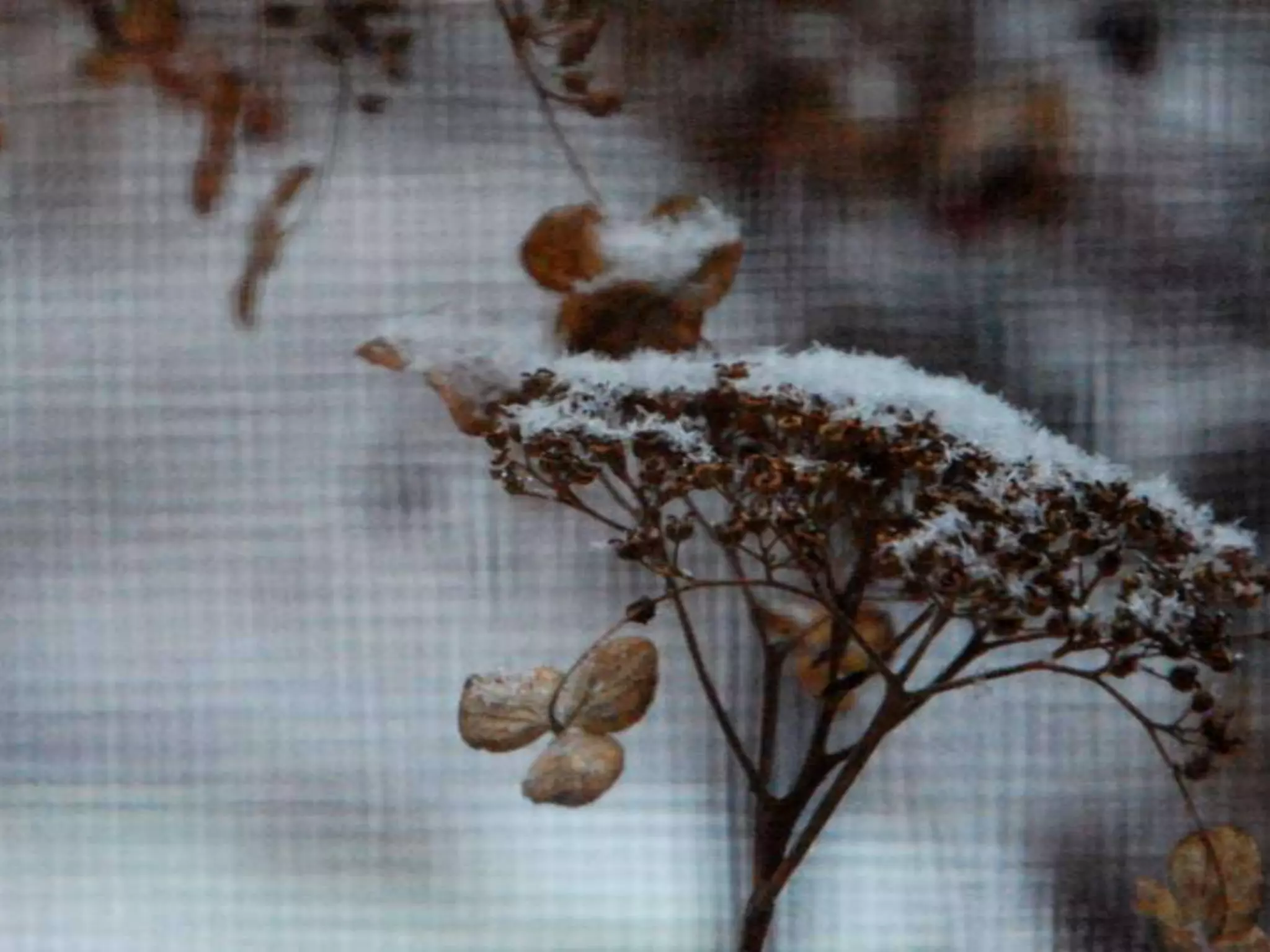 Fog frost & (nx power lite)