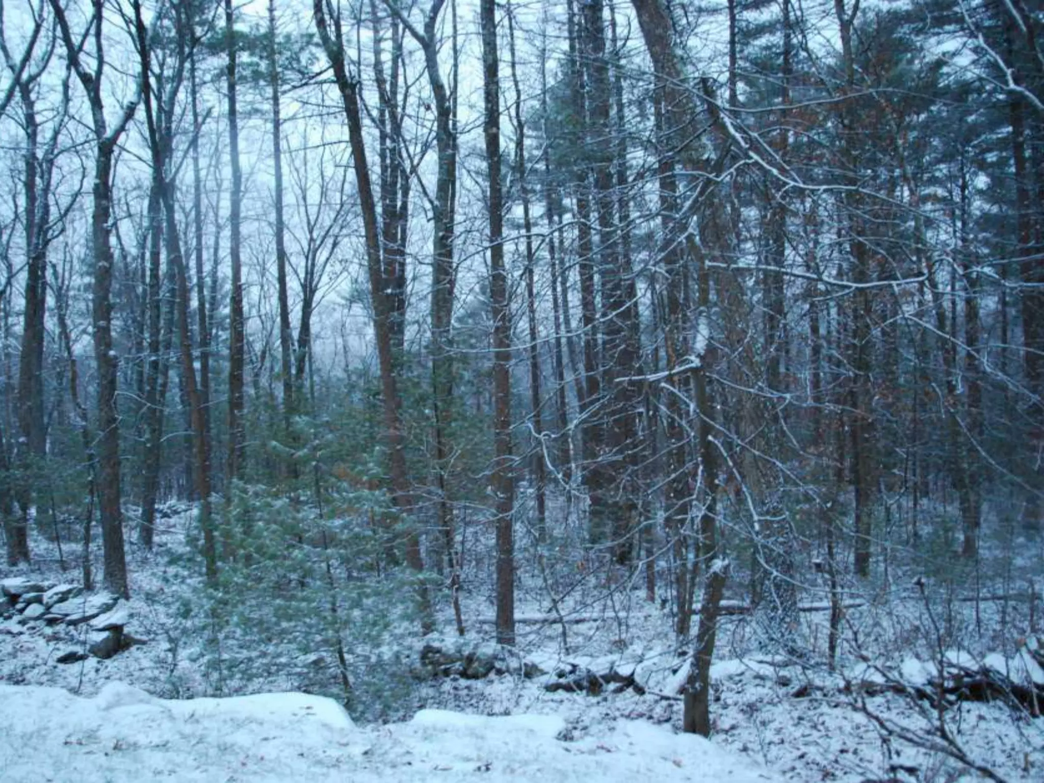 Fog frost & (nx power lite)