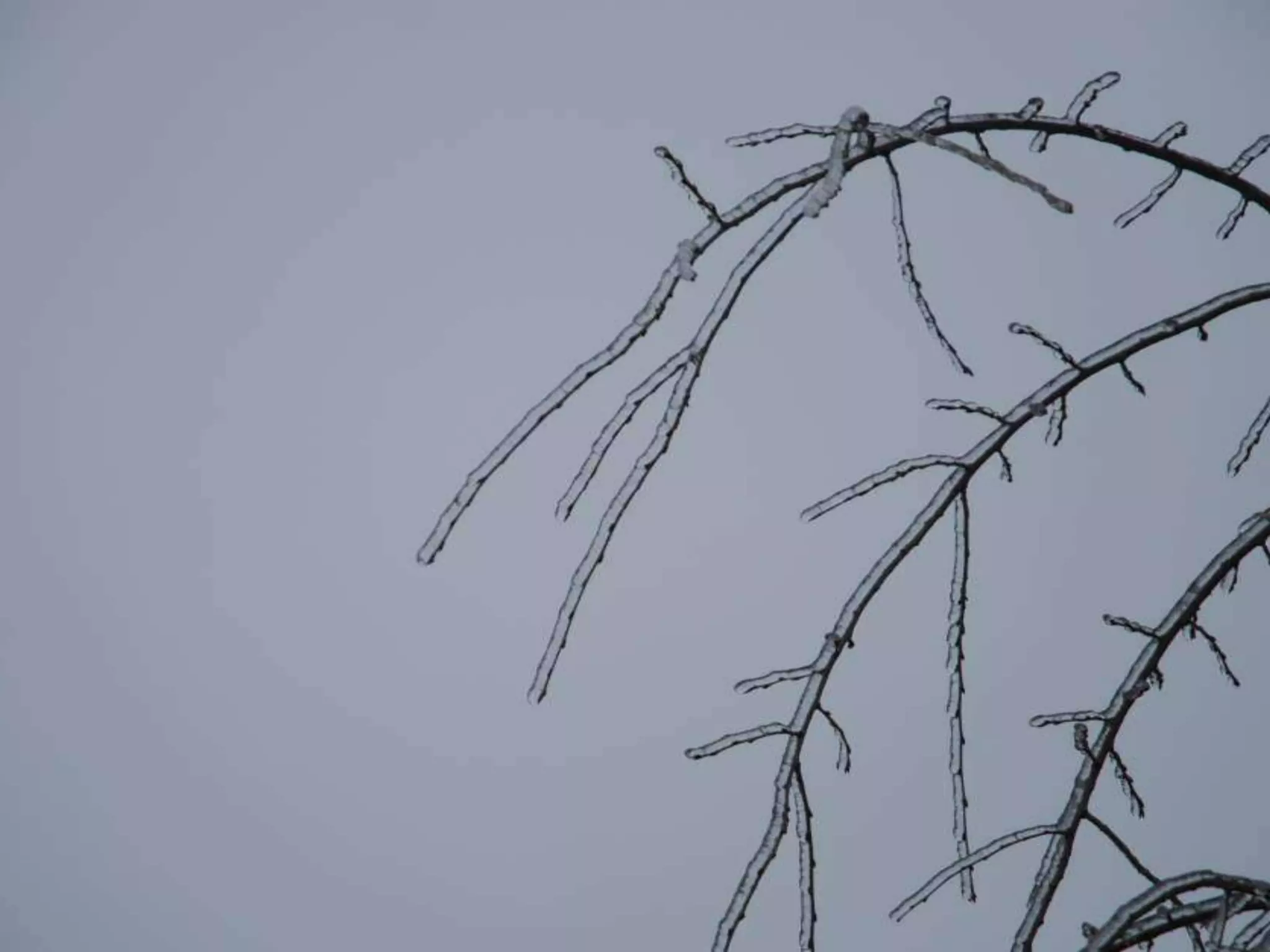 Fog frost & (nx power lite)