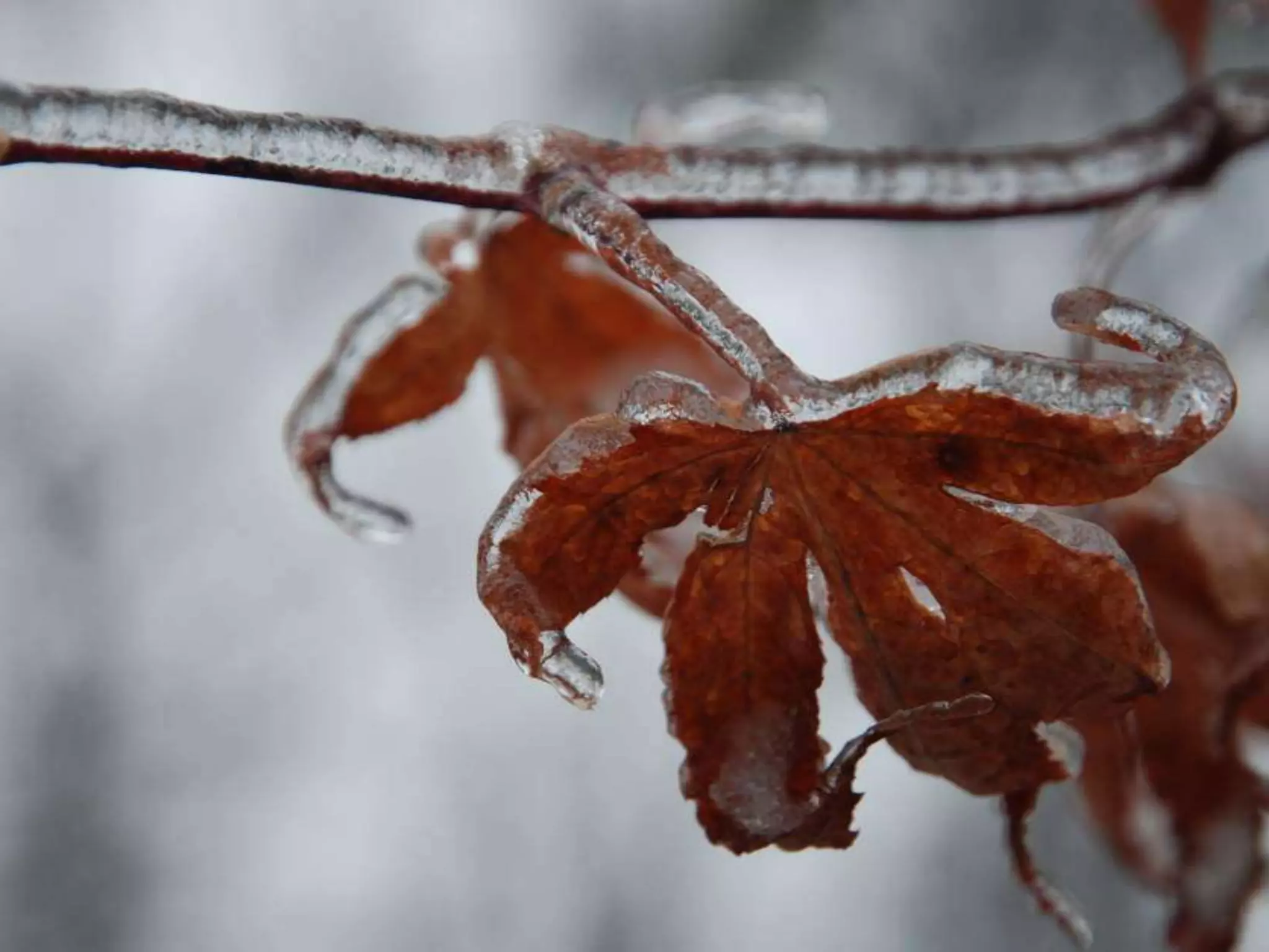 Fog frost & (nx power lite)