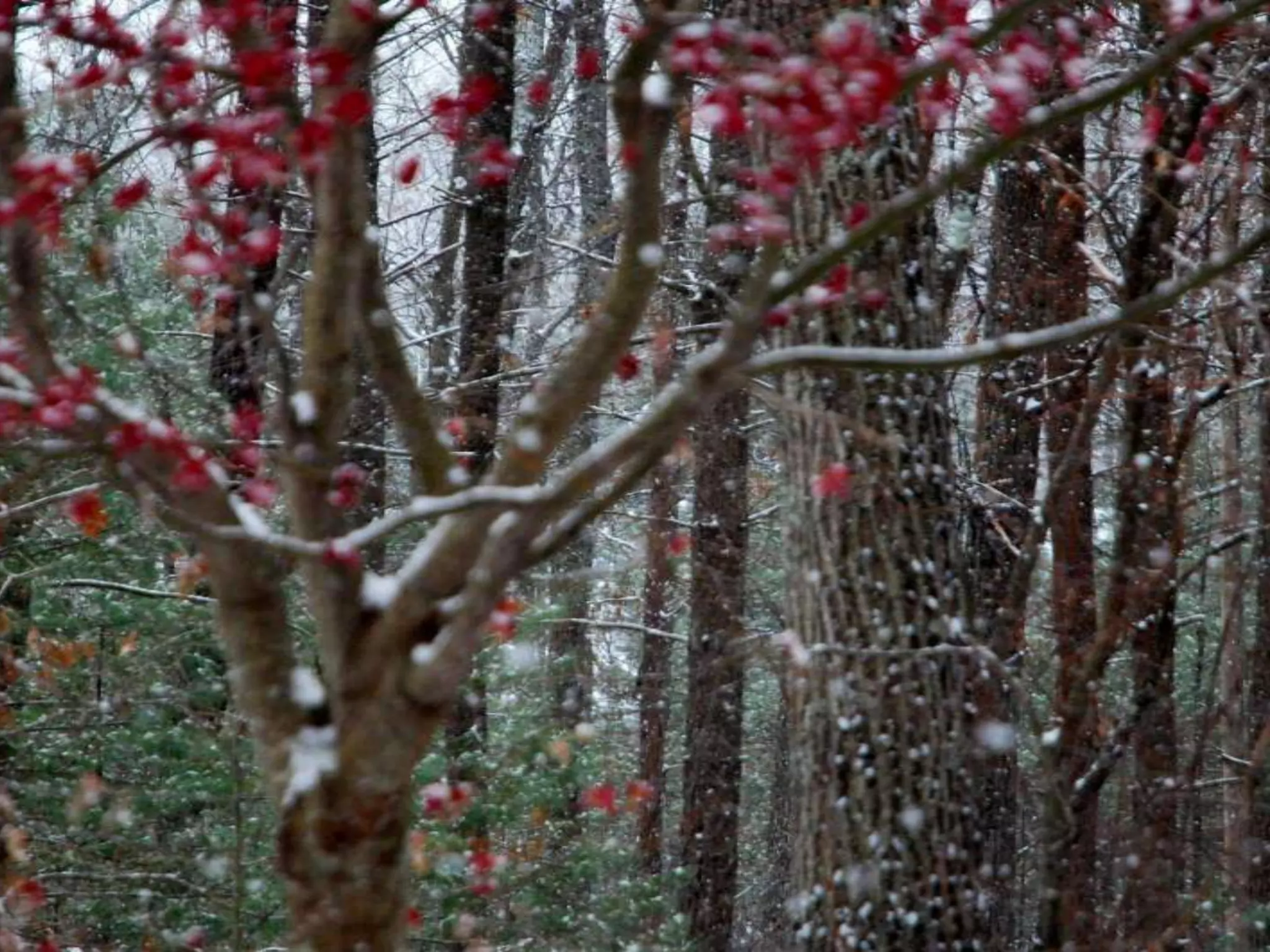 Fog frost & (nx power lite)