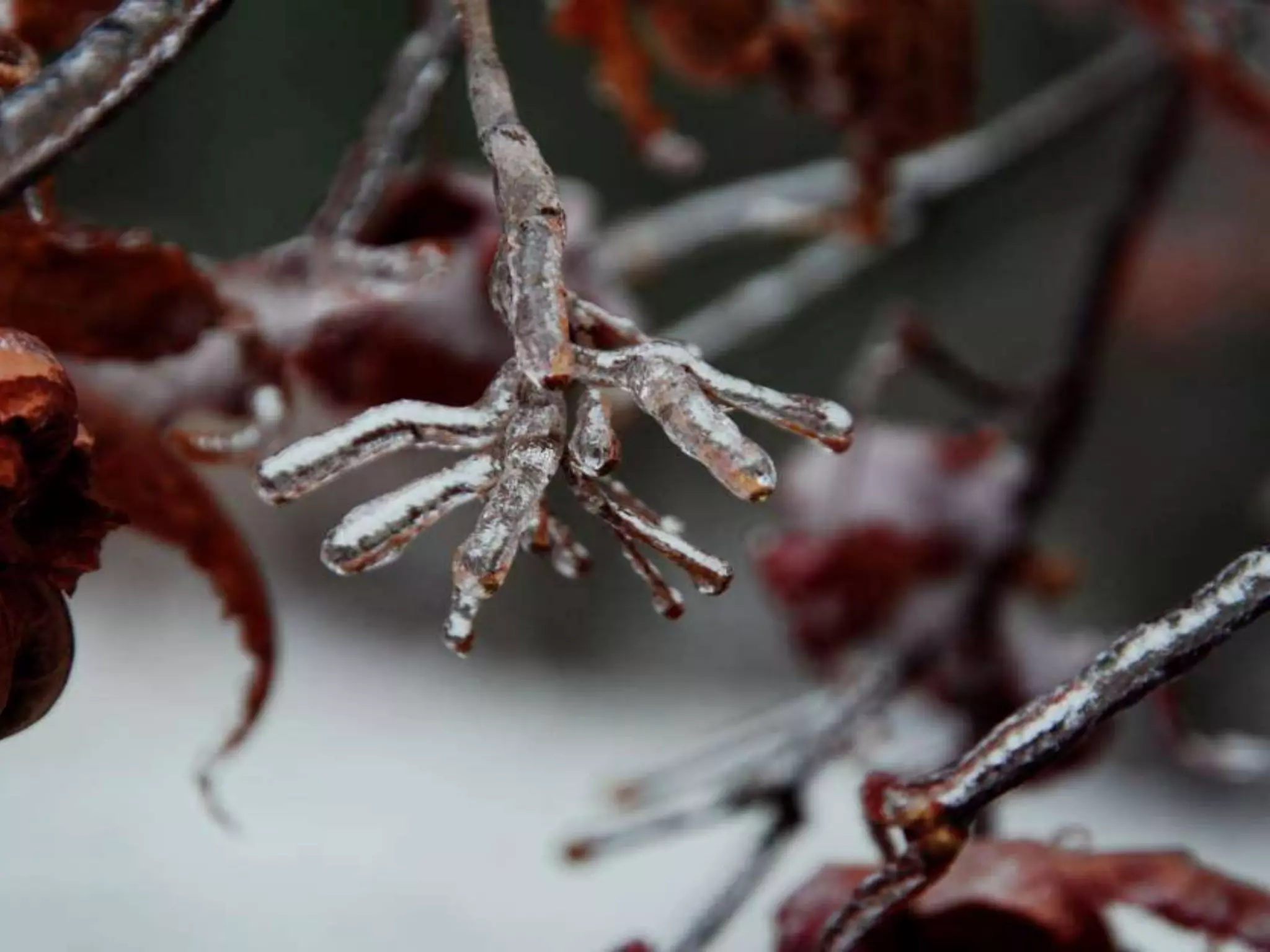 Fog frost & (nx power lite)