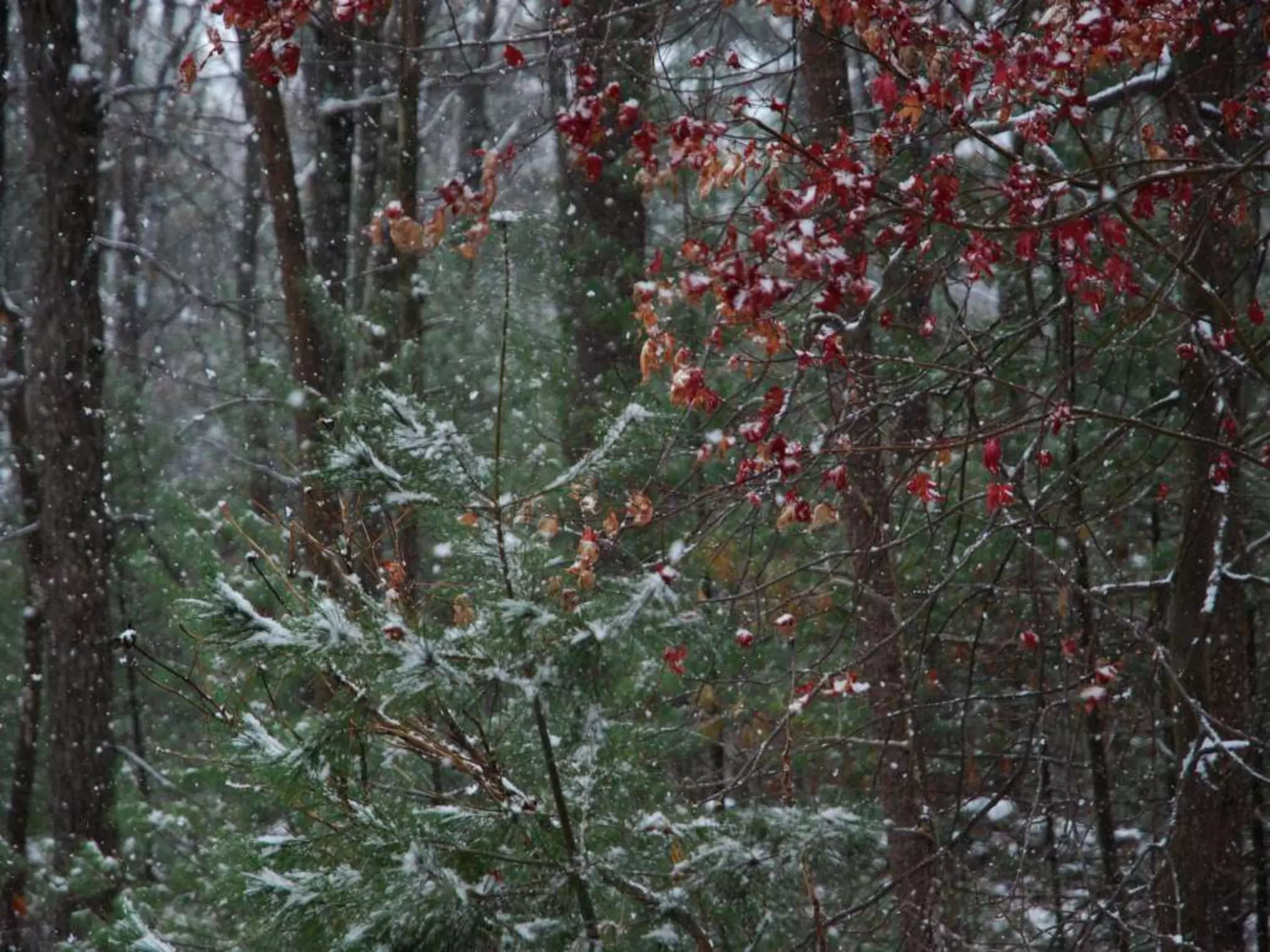 Fog frost & (nx power lite)