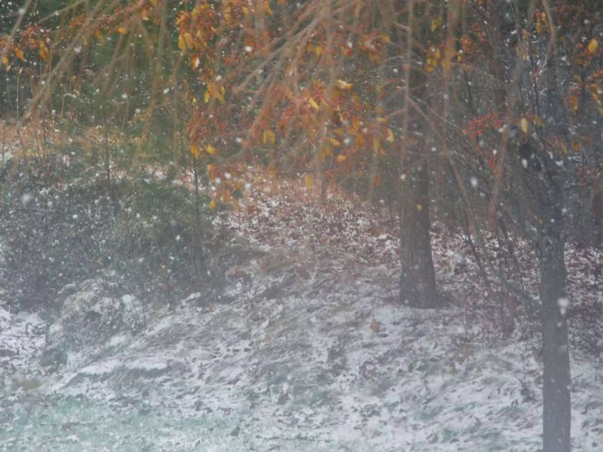 Fog frost & (nx power lite)