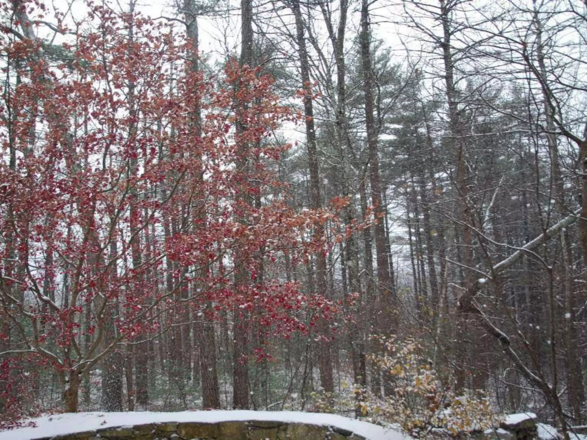 Fog frost & (nx power lite)