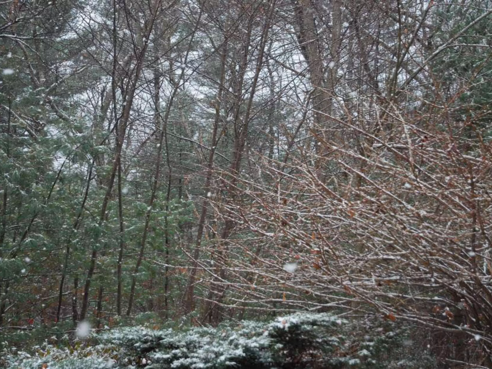 Fog frost & (nx power lite)