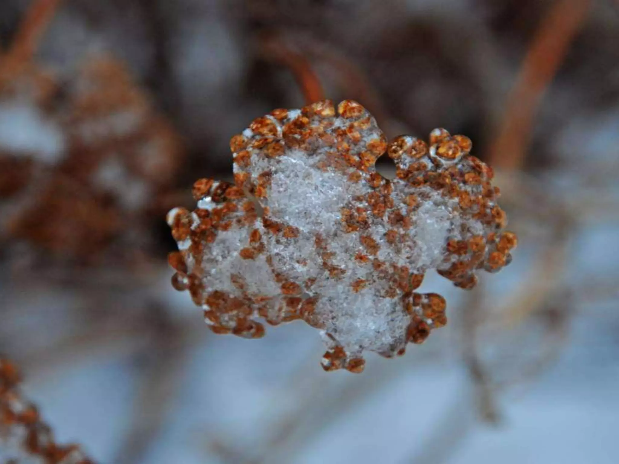 Fog frost & (nx power lite)