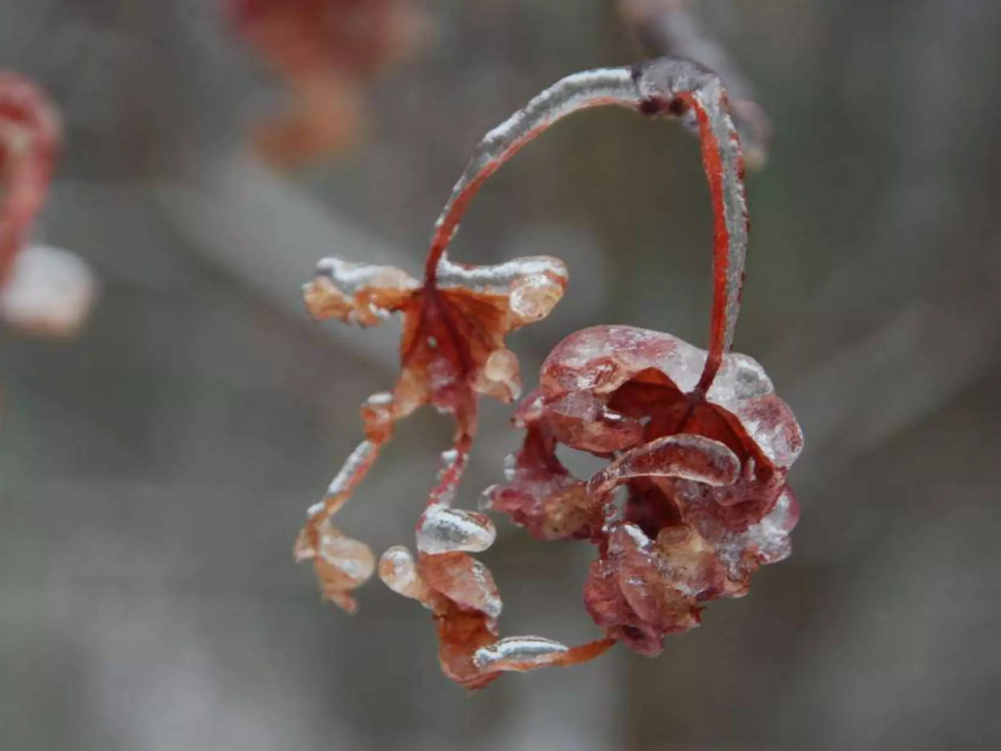 Fog frost & (nx power lite)