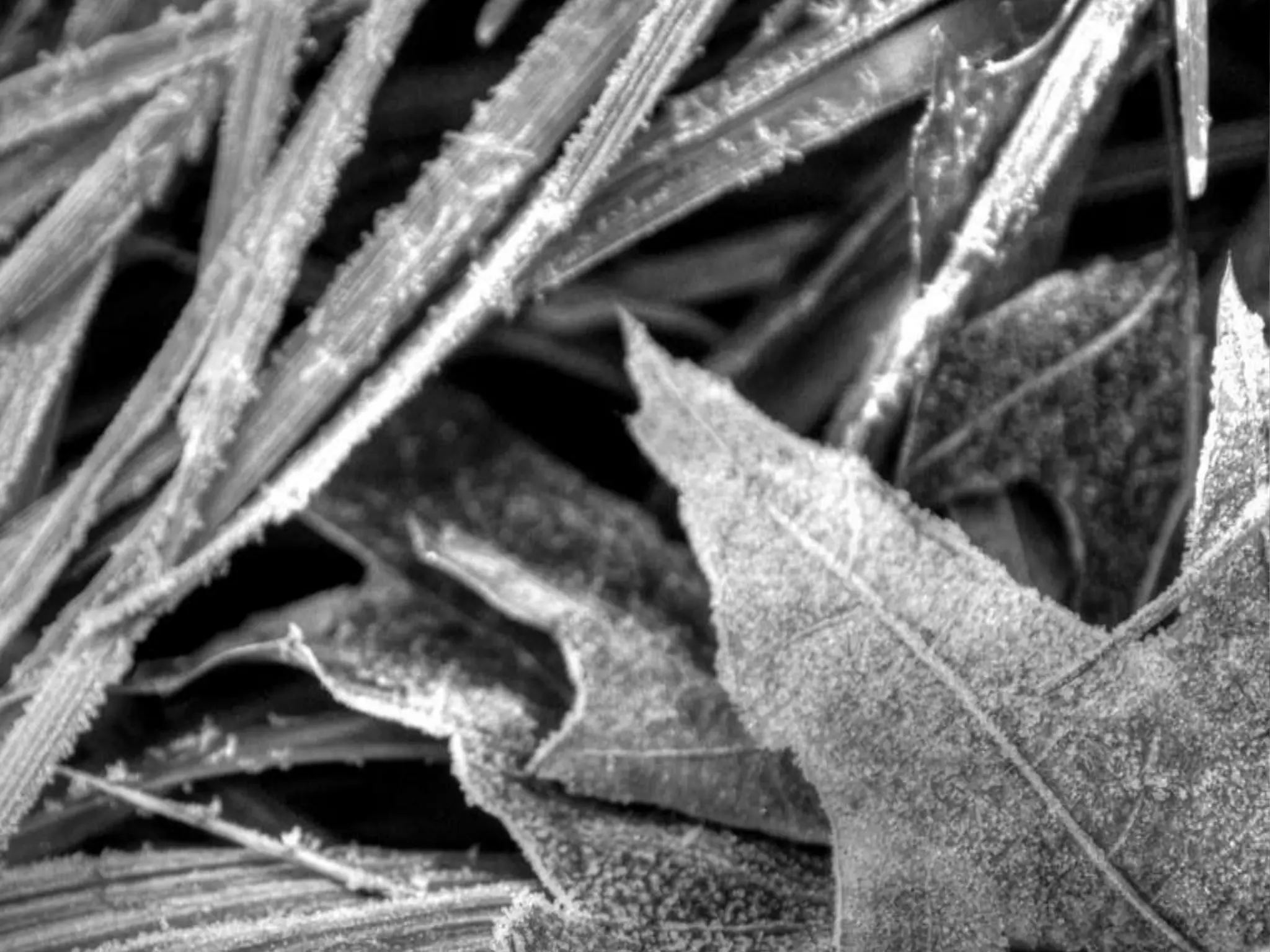 Fog frost & (nx power lite)