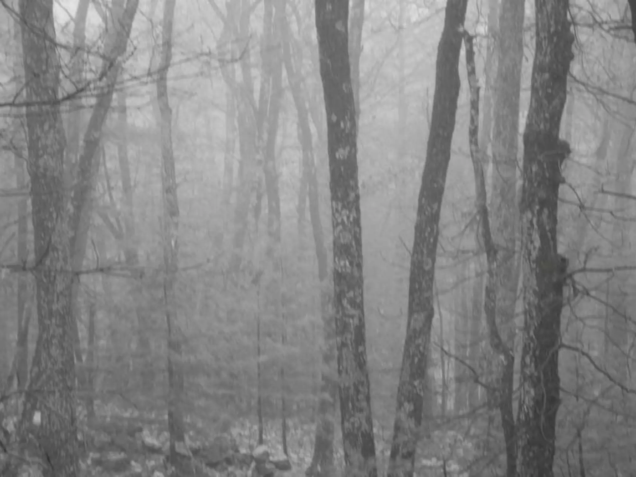 Fog frost & (nx power lite)