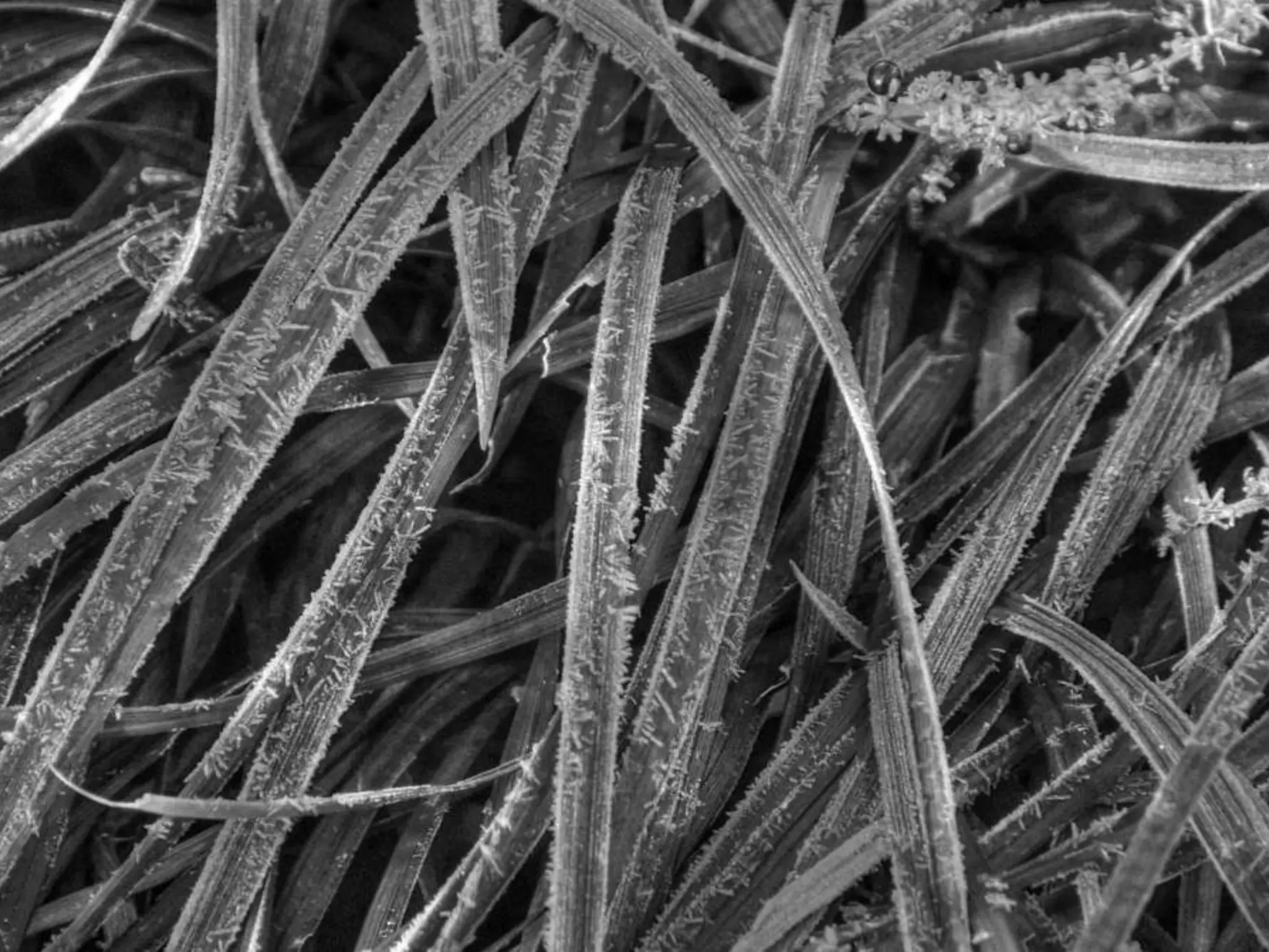 Fog frost & (nx power lite)