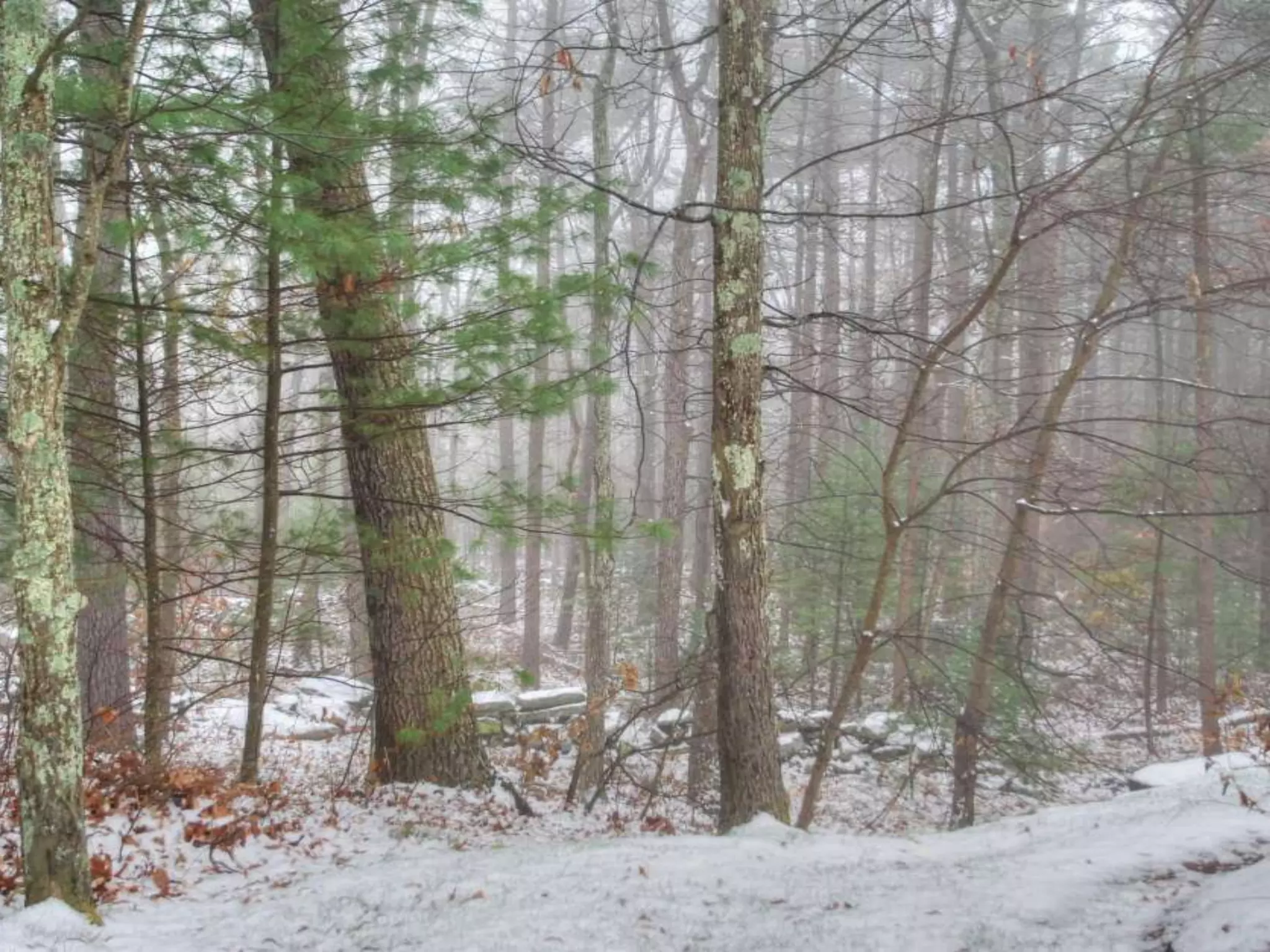 Fog frost & (nx power lite)