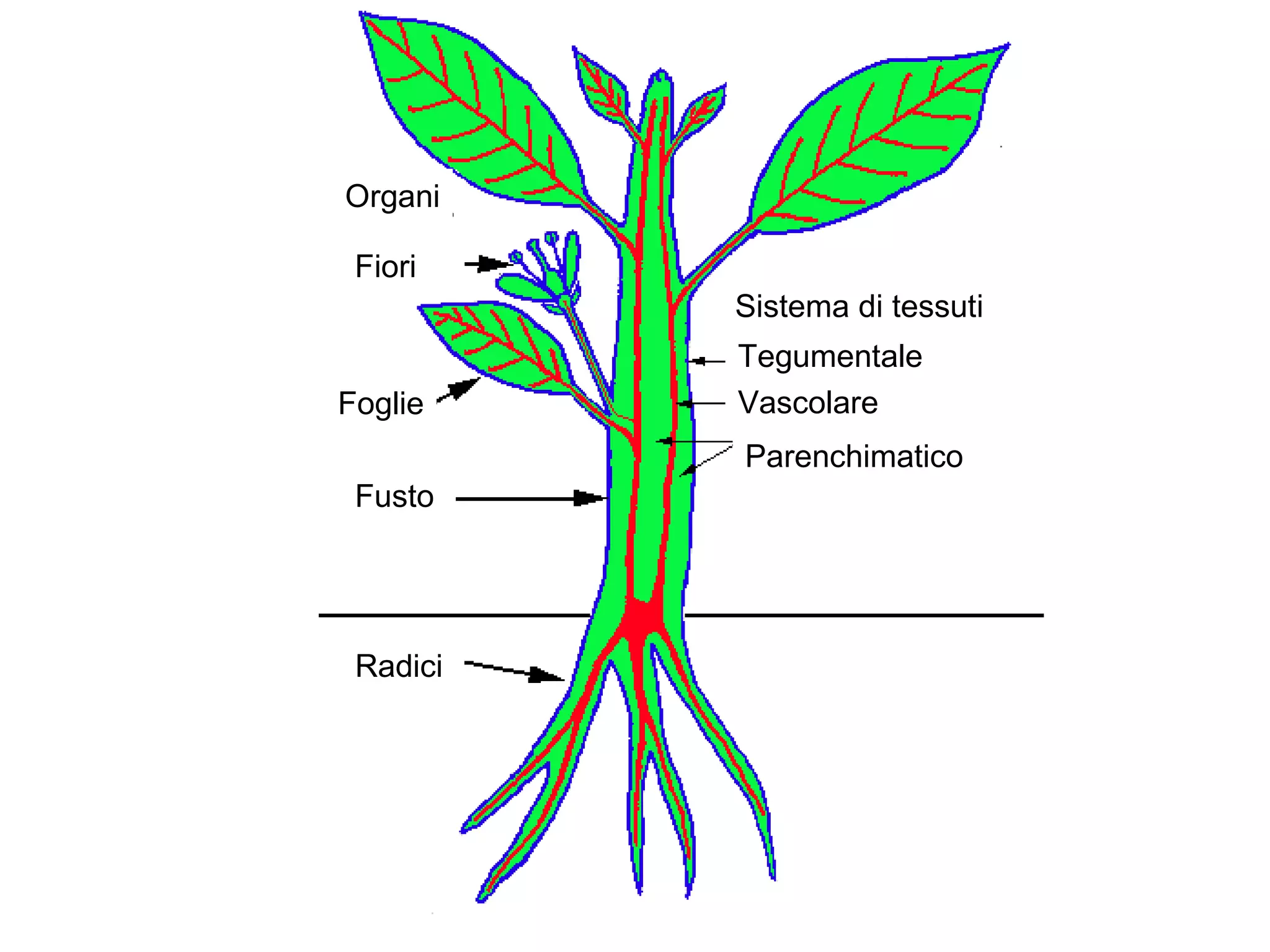 Riportare il carbonio nel suolo: la biologia ce la può fare?, image size:2048x1536