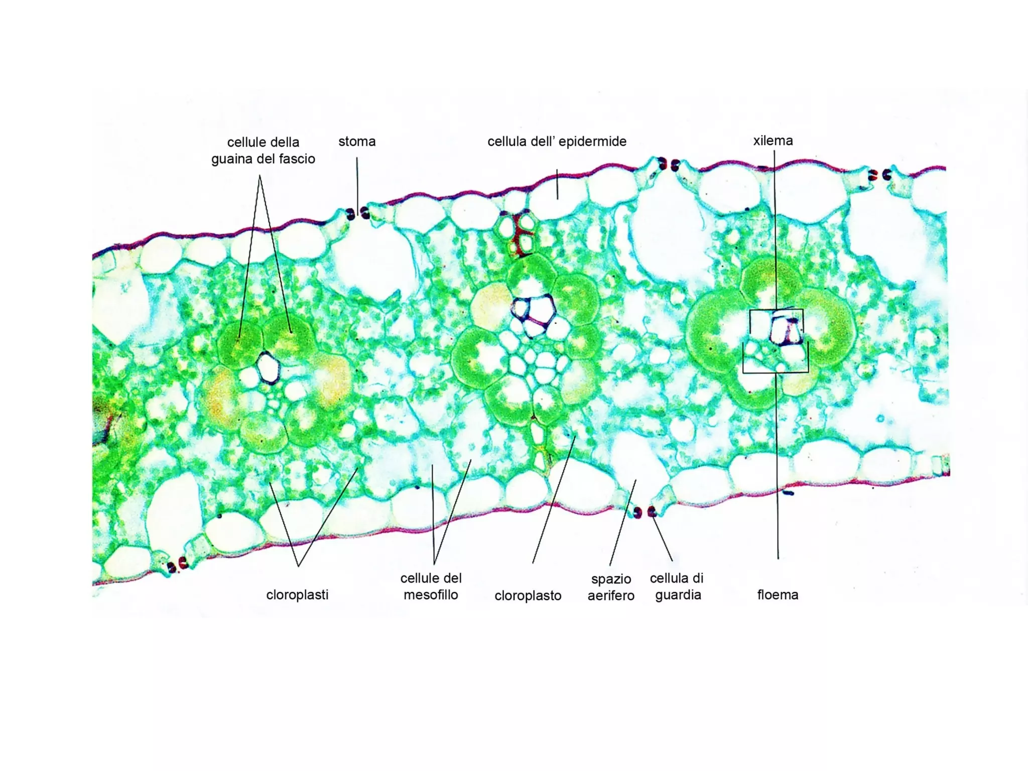 piante C3 | Il sillabario 2013, image size:2048x1536