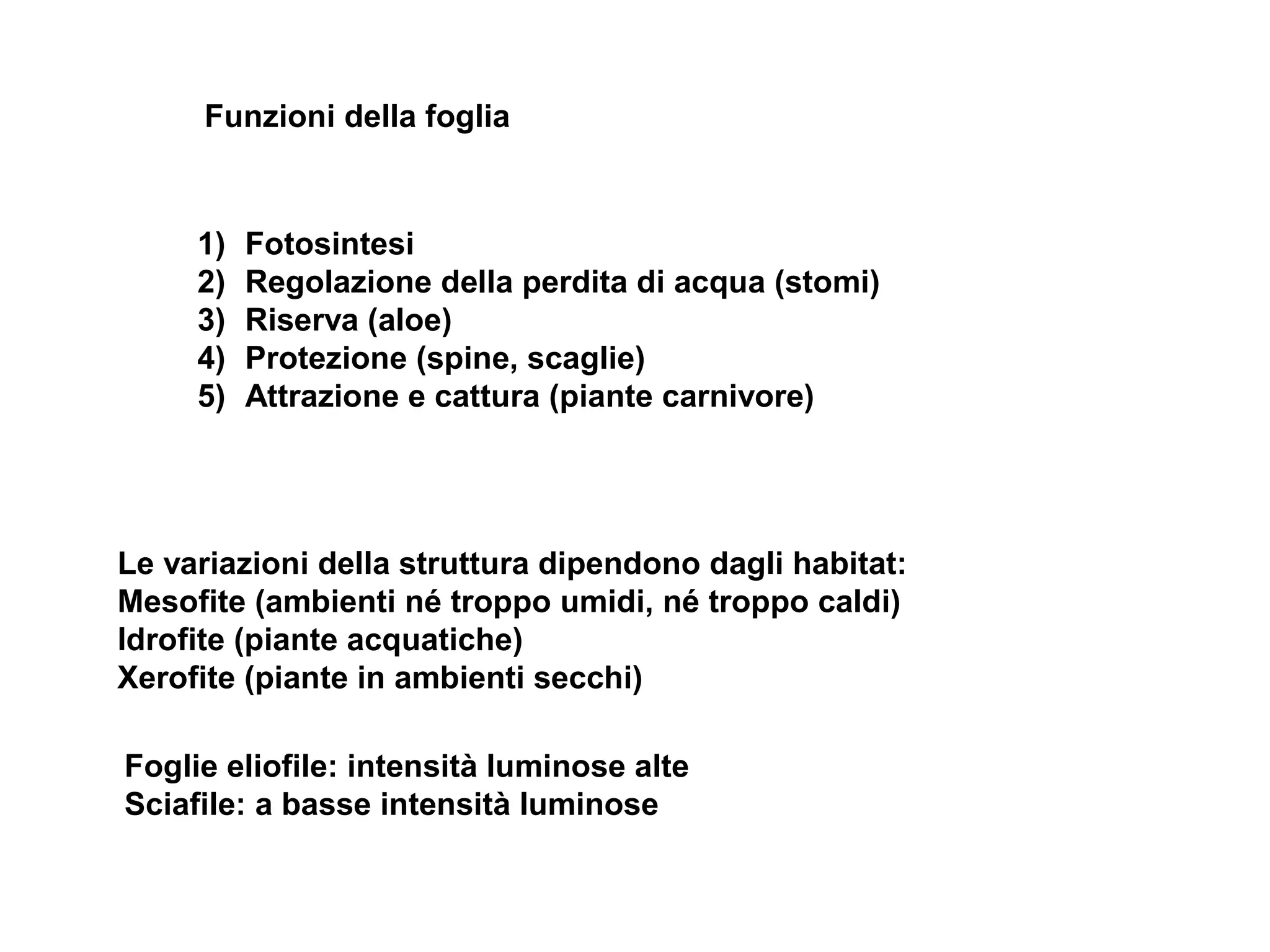 Paulownia Piemonte | Turin, image size:2048x1536