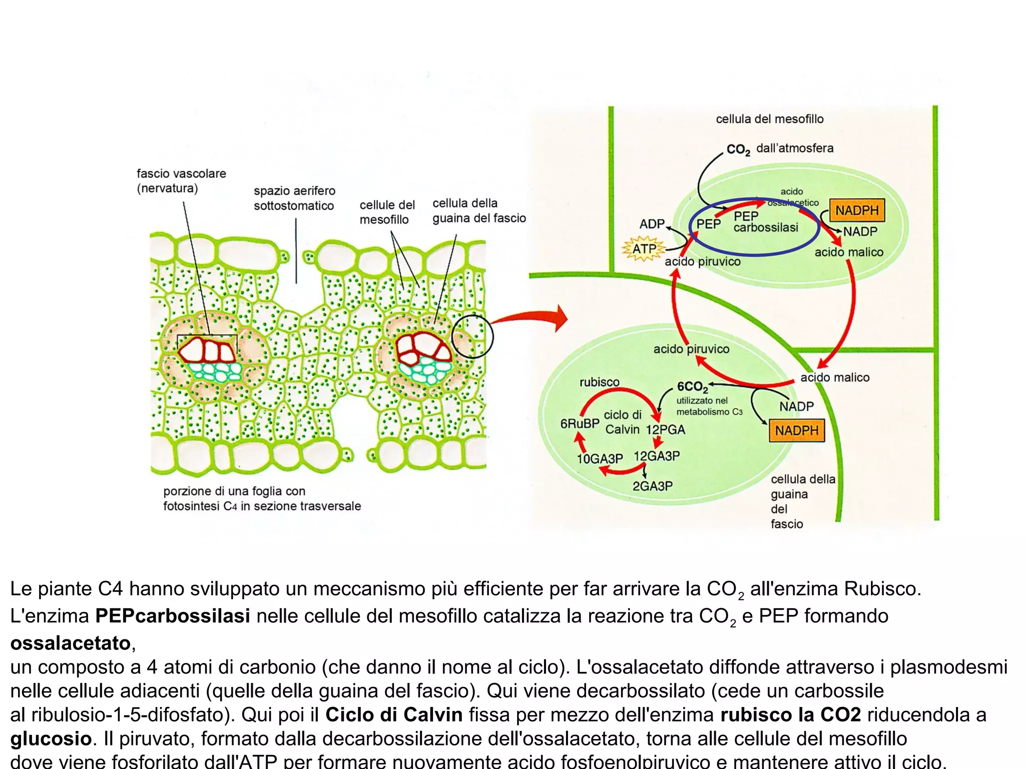 Foglia | PPT, image size:2048x1536