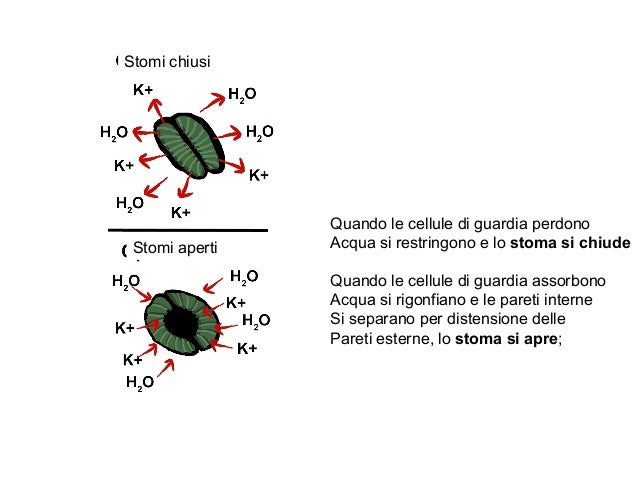 Varicosity delle estremità più basse del quadro