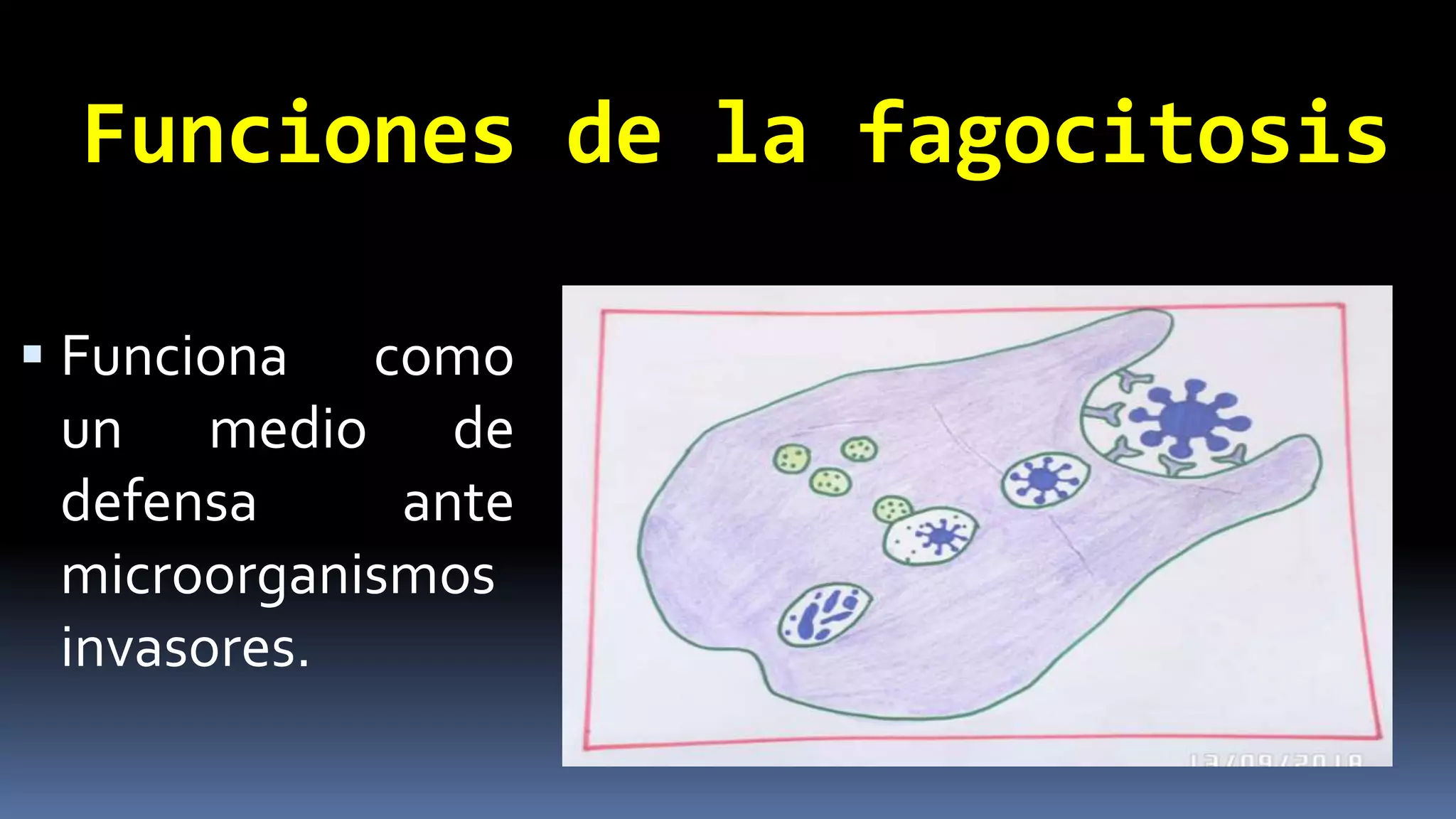Funciones de la fagocitosis
Funciona como
un medio de
defensa ante
microorganismos
invasores.