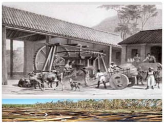 Fogo Morto - Apresentação