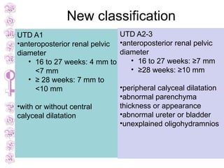 renal pelvic dilatation , antenatal managemnt and monitoring | PPTX